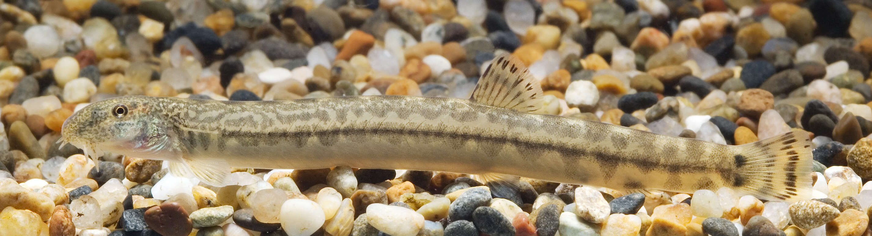 Image of Loaches
