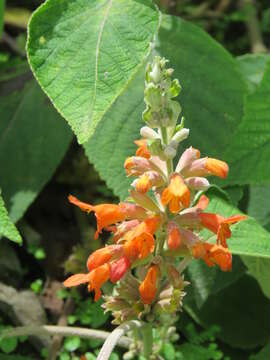 Image of Colquhounia coccinea Wall.