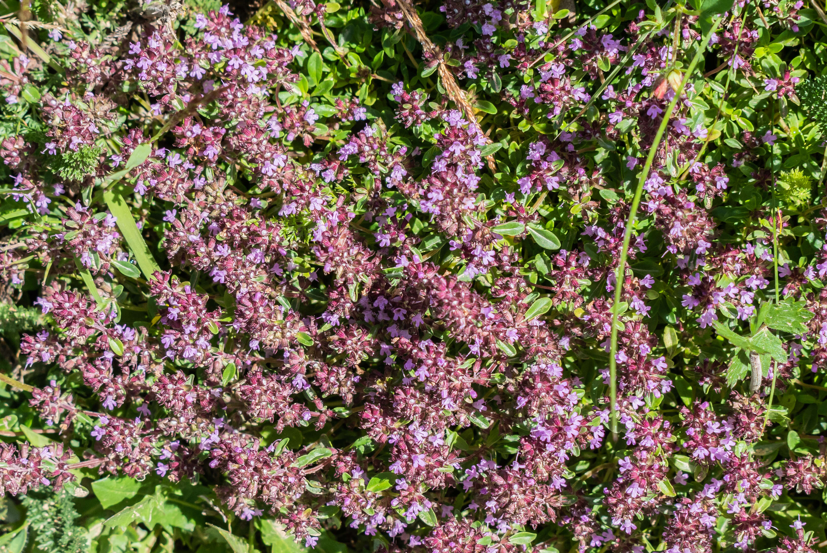 Слика од Thymus serpyllum L.