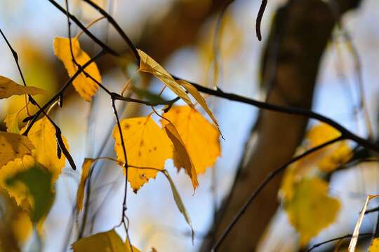 Image of Common Birch