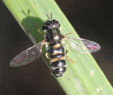 Image of Paragus quadrifasciatus Meigen 1822