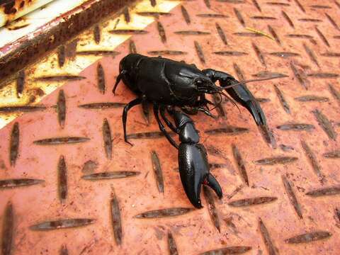 Image of Cherax preissii