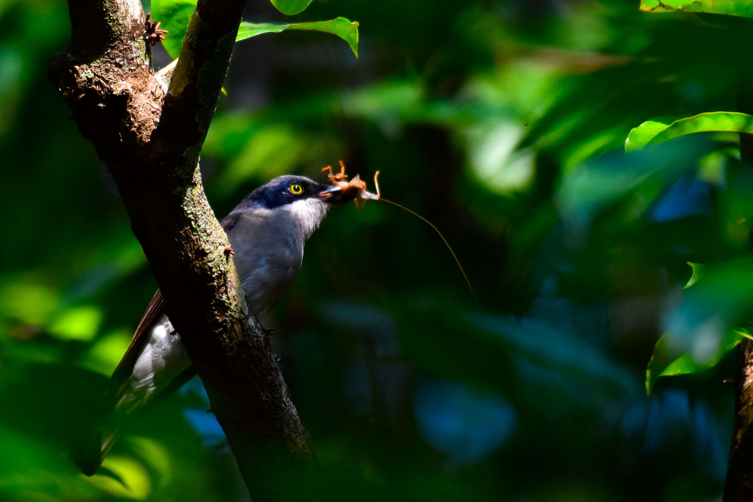 Слика од Tephrodornis sylvicola Jerdon 1839