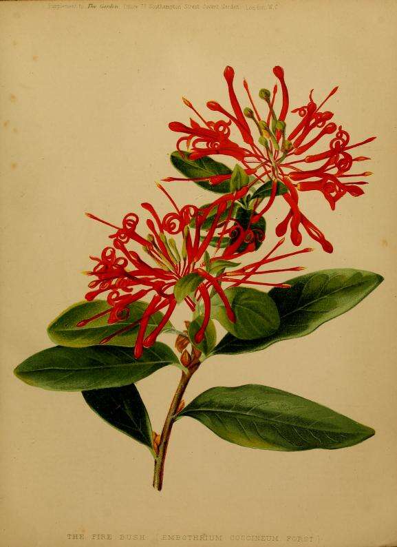 Imagem de Embothrium coccineum J. R. Forster & G. Forster