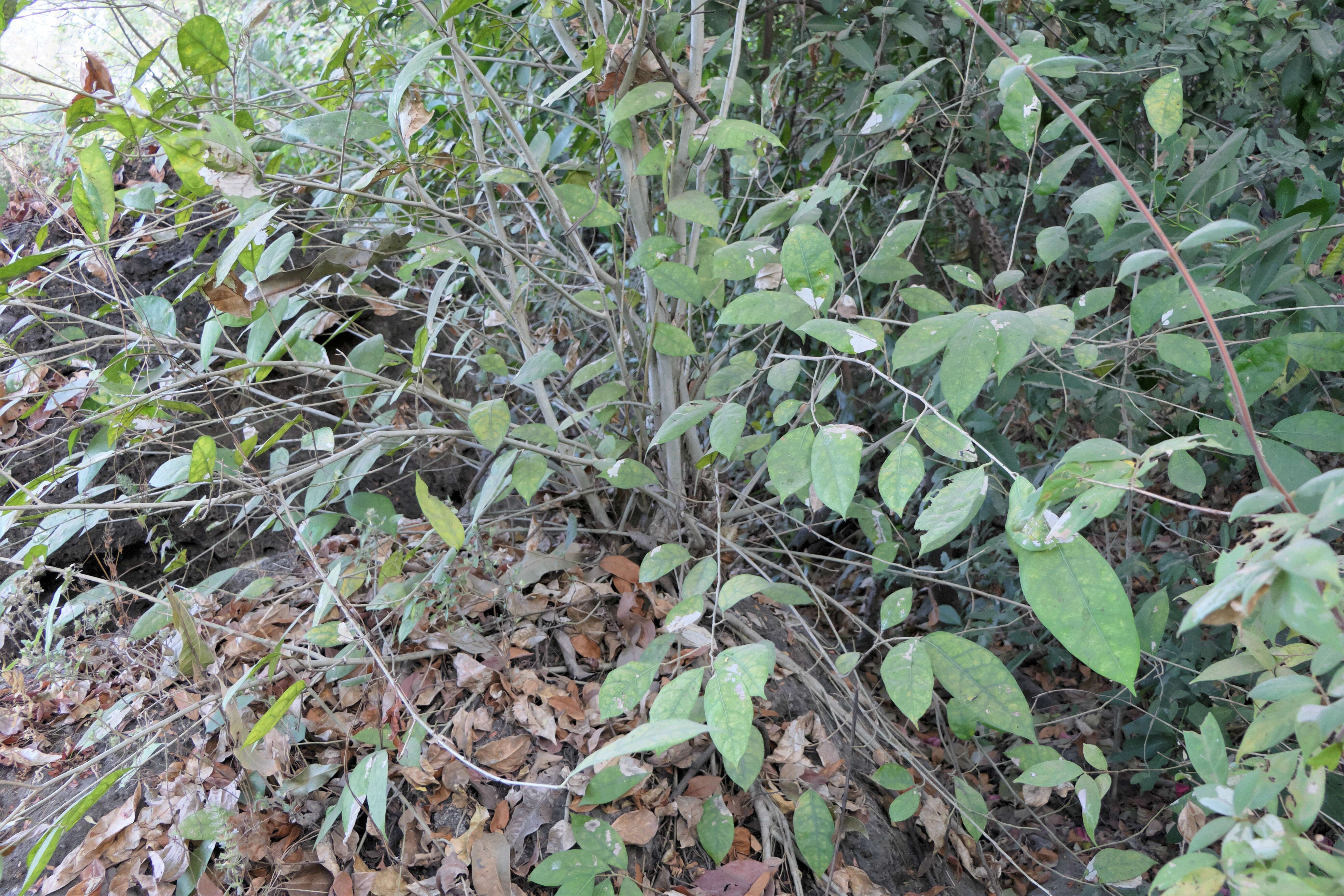 Ficus tinctoria Forst. fil. resmi