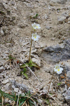 Image of Pinguicula alpina L.