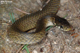 Image of Japanese Keelback