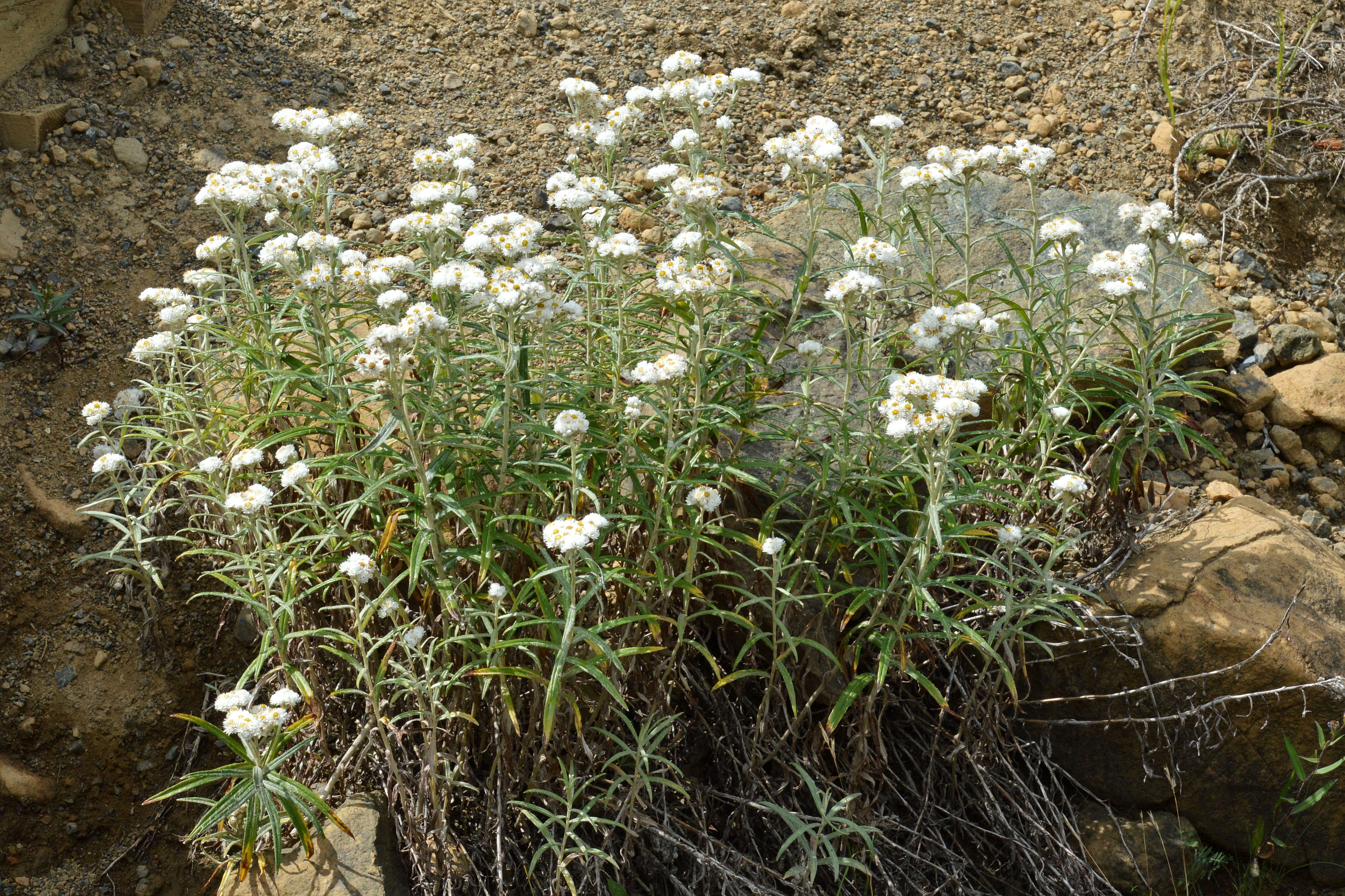 Imagem de Anaphalis margaritacea (L.) Benth.