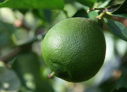 Image of Persian lime