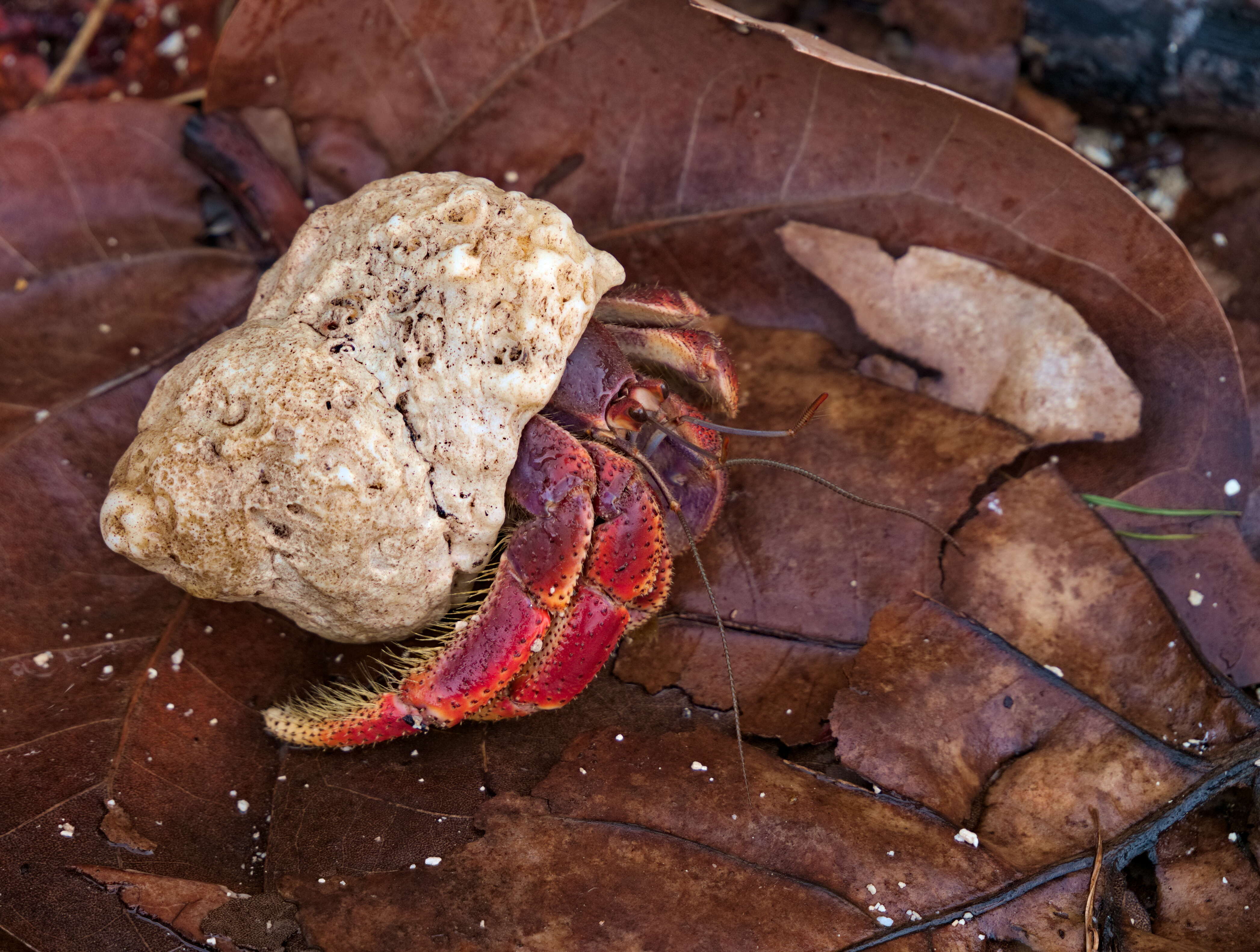 Image of Caribbean hermit crab