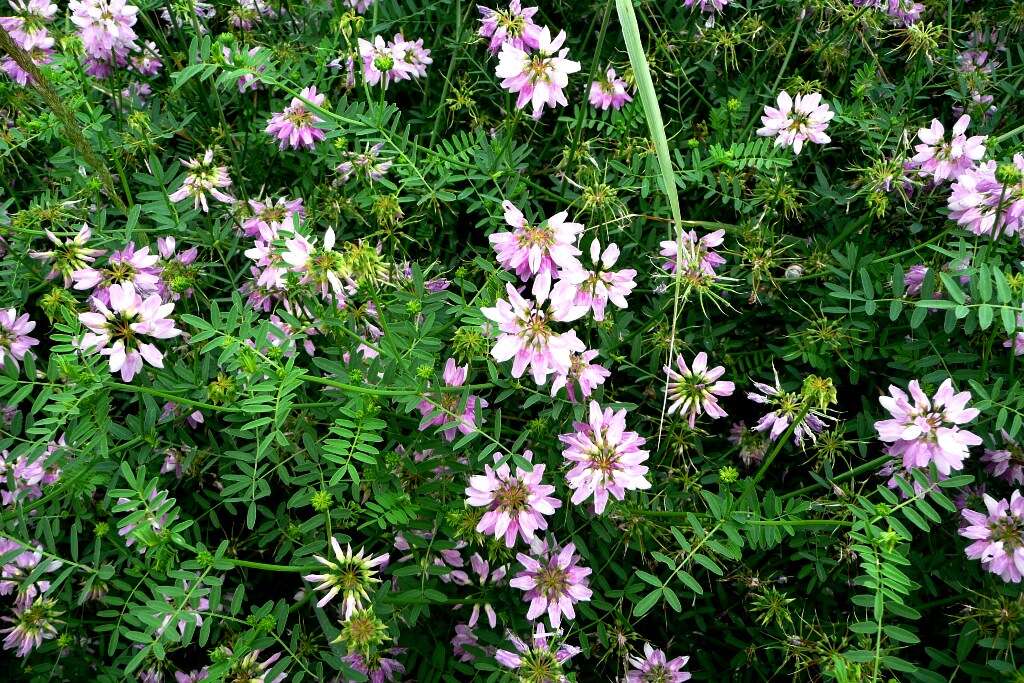 Image of crown vetch