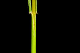 Image of fringed brome