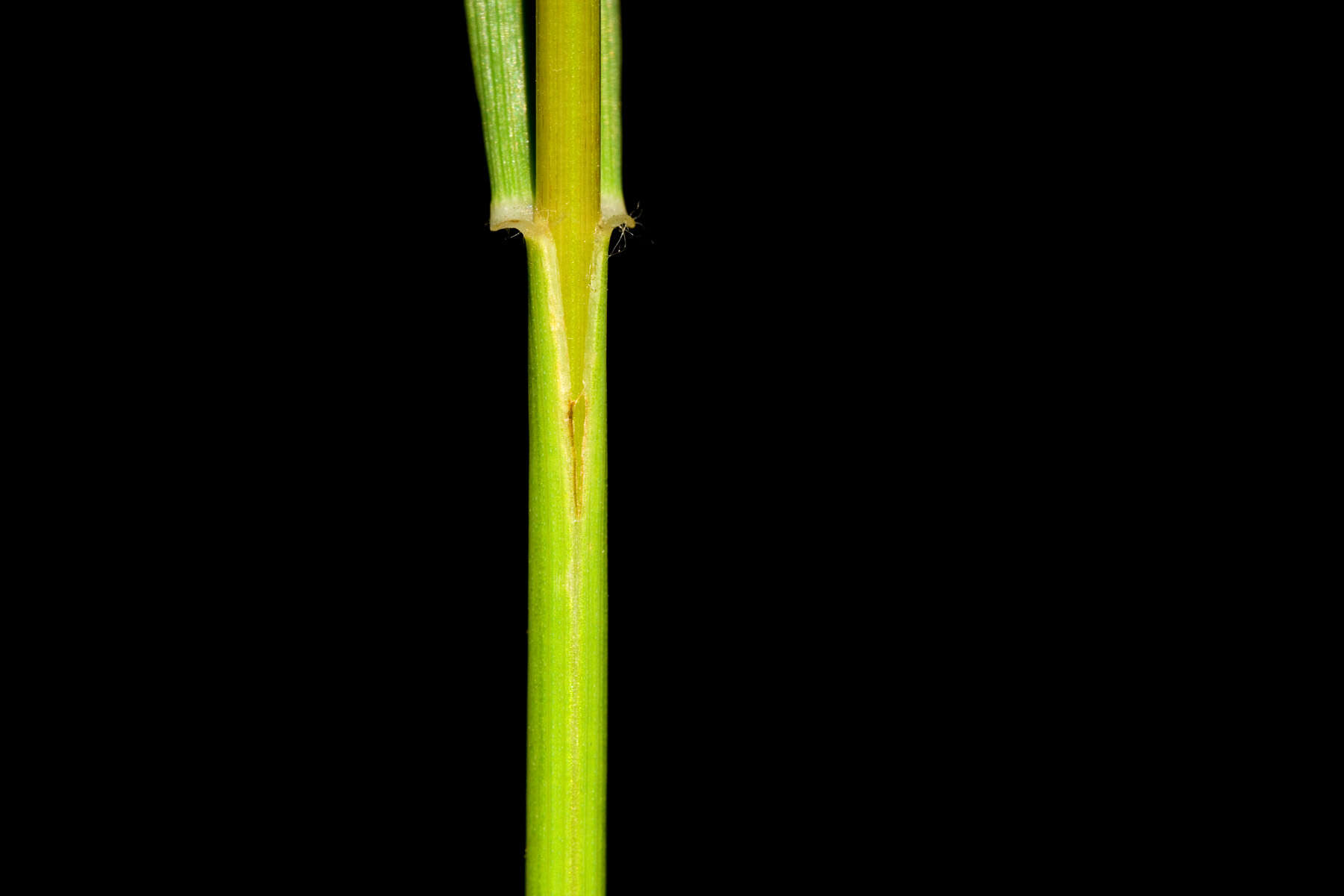 Imagem de Bromus ciliatus L.