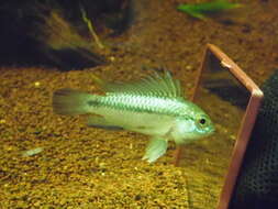 Image of Apistogramma trifasciata (Eigenmann & Kennedy 1903)