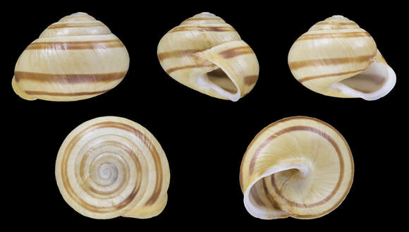 Image of White-lipped banded snail