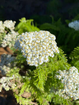 Image of yarrow, milfoil