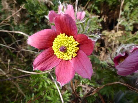 Image of Eastern Pasque Flower