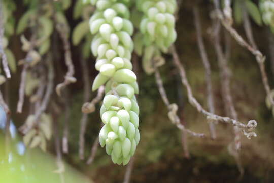 Image of Sedum morganianum Walther