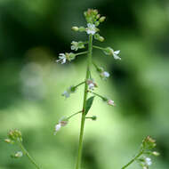 Plancia ëd Circaea lutetiana L.