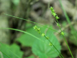 Image of rosy sedge