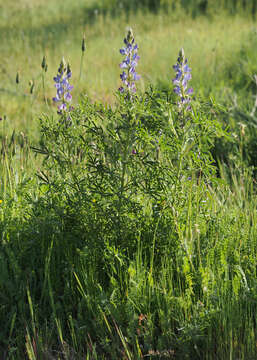 Image of narrowleaf lupine