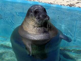 Image of bearded seal