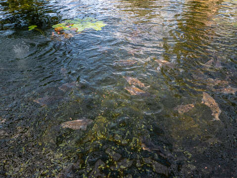 Image of Barcoo grunter