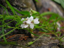 Image of Heliosperma pusillum (Waldst. & Kit.) Rchb.