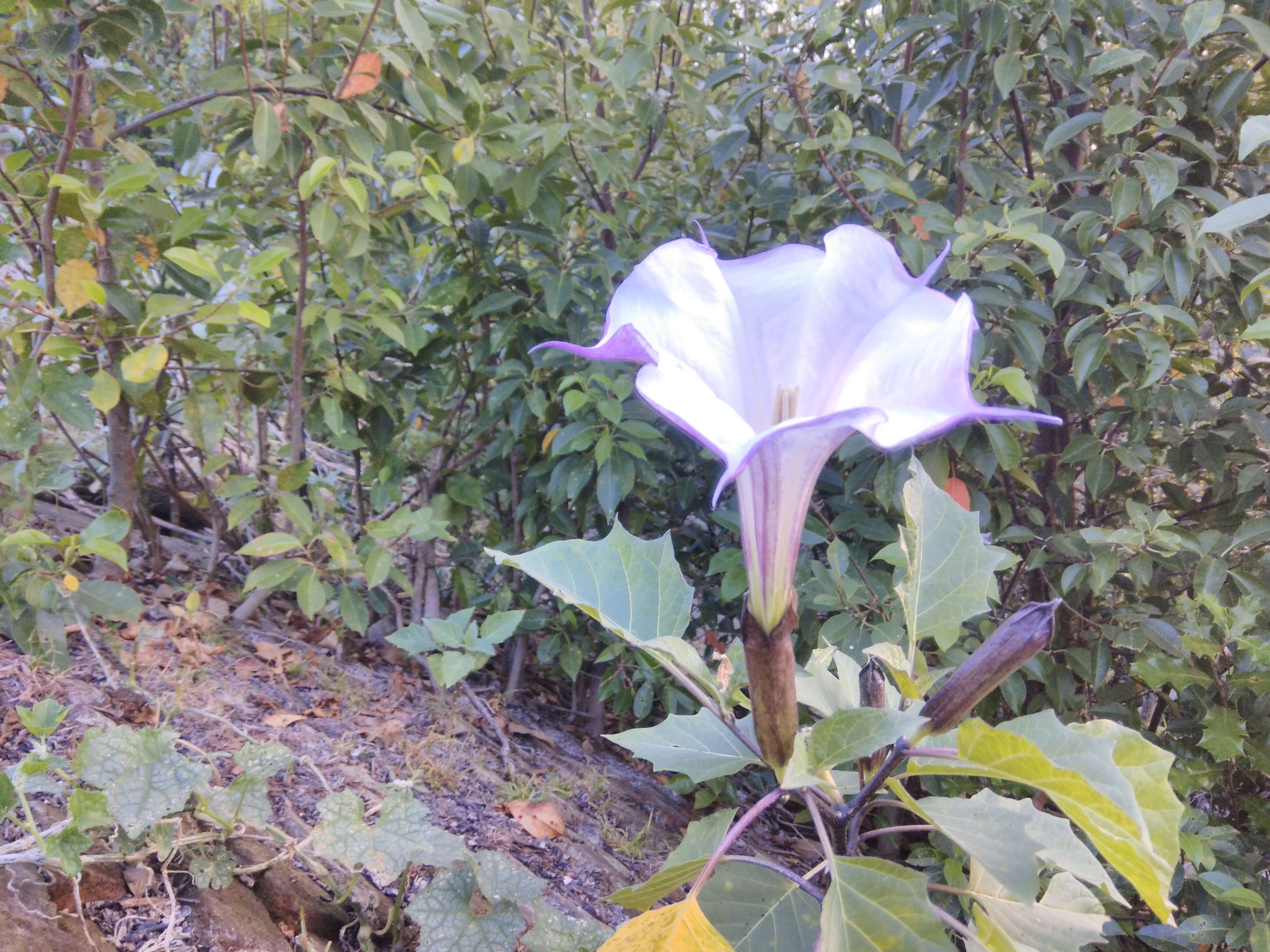 Image de Datura