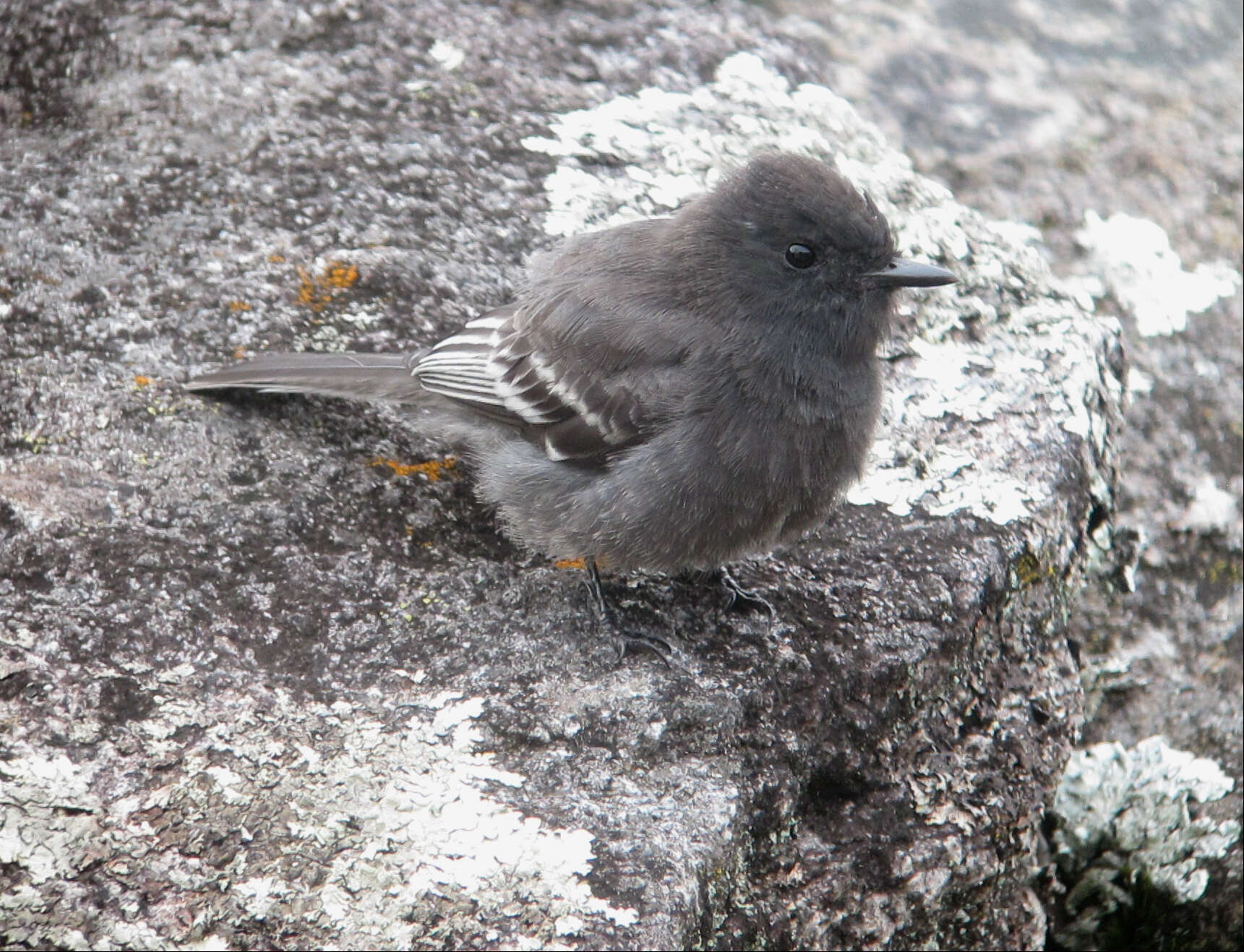 Imagem de Sayornis nigricans (Swainson 1827)