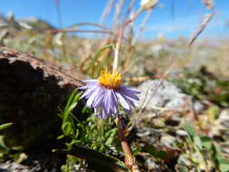 Image of buff fleabane