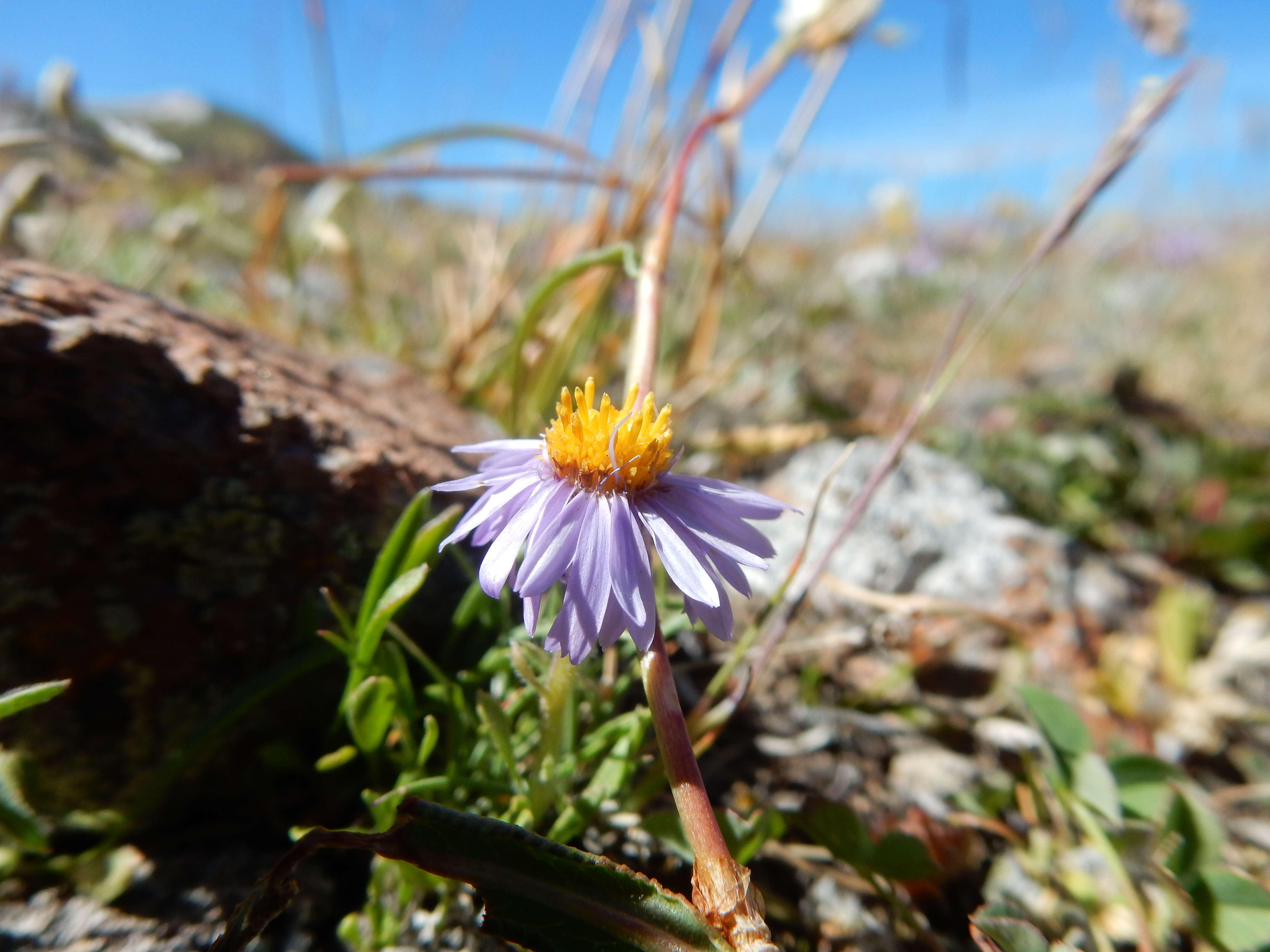 Imagem de Erigeron ochroleucus Nutt.