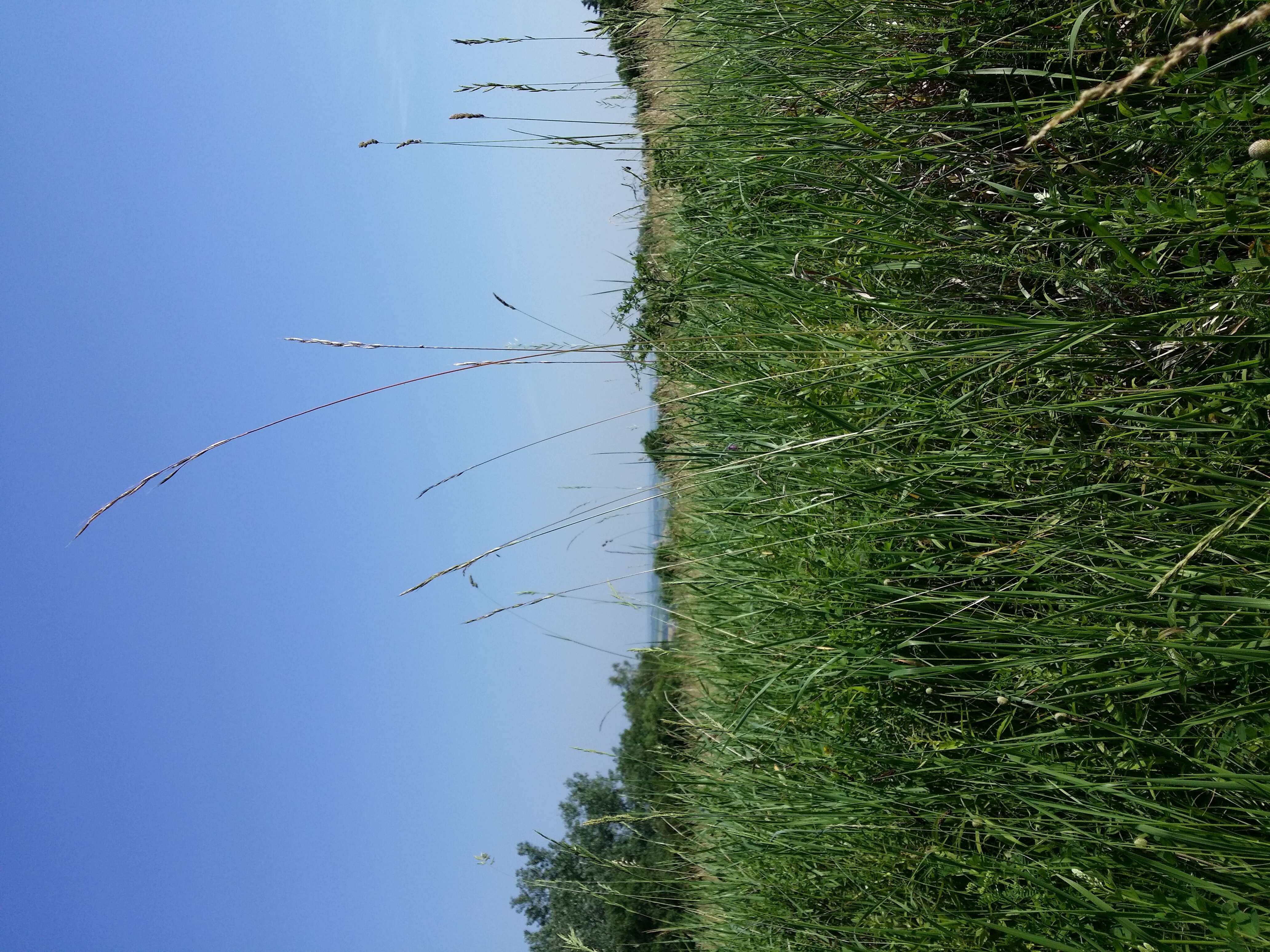 Plancia ëd Helictochloa pratensis (L.) Romero Zarco