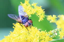 Image of Phasia aurigera (Egger 1860)