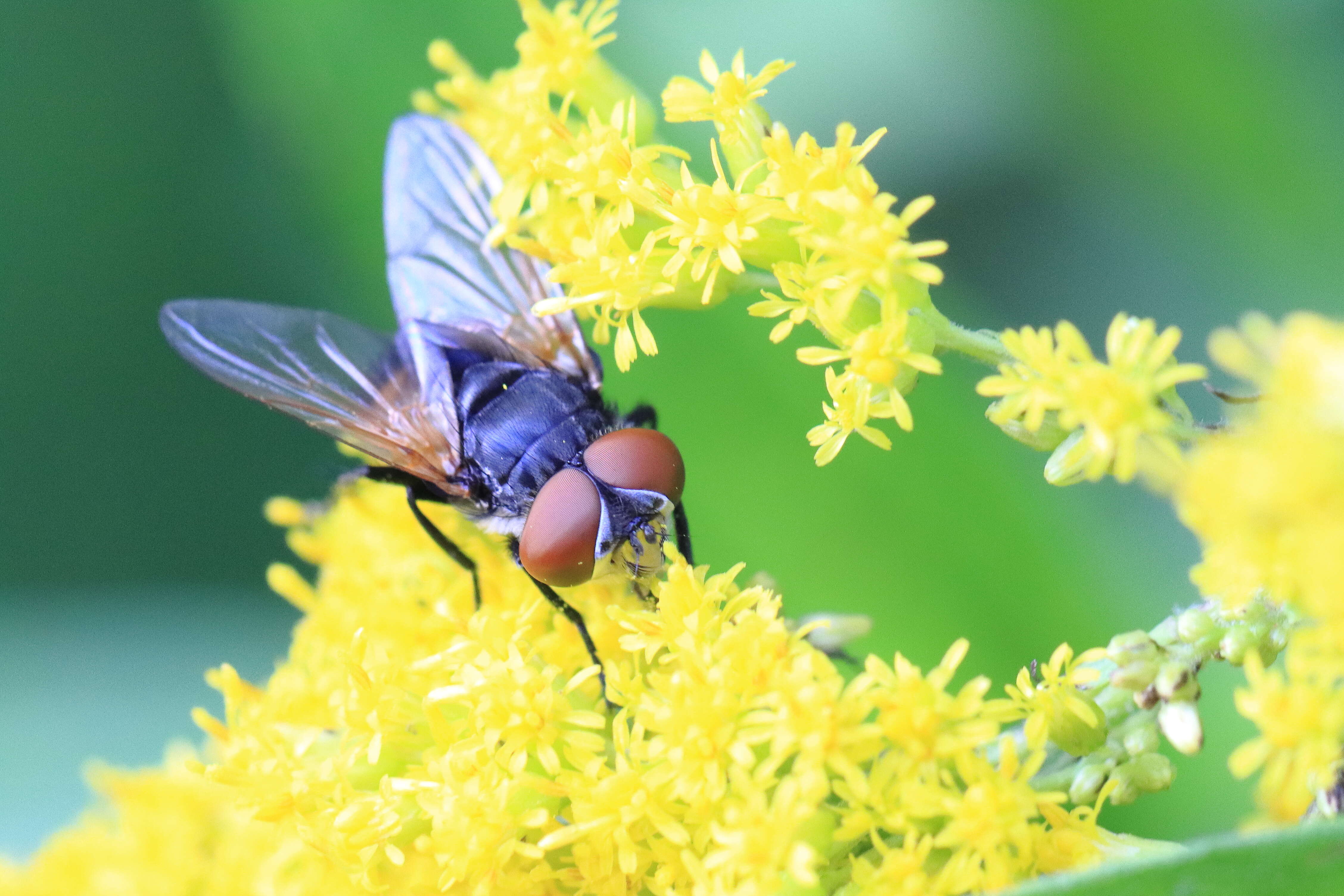 Image of Phasia aurigera (Egger 1860)