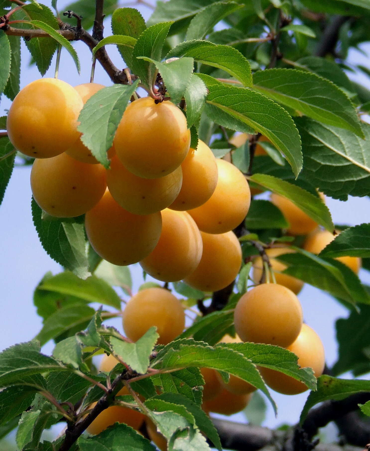 Image of Prunus sect. Prunus