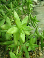 Image de Sedum nussbaumerianum Bitter