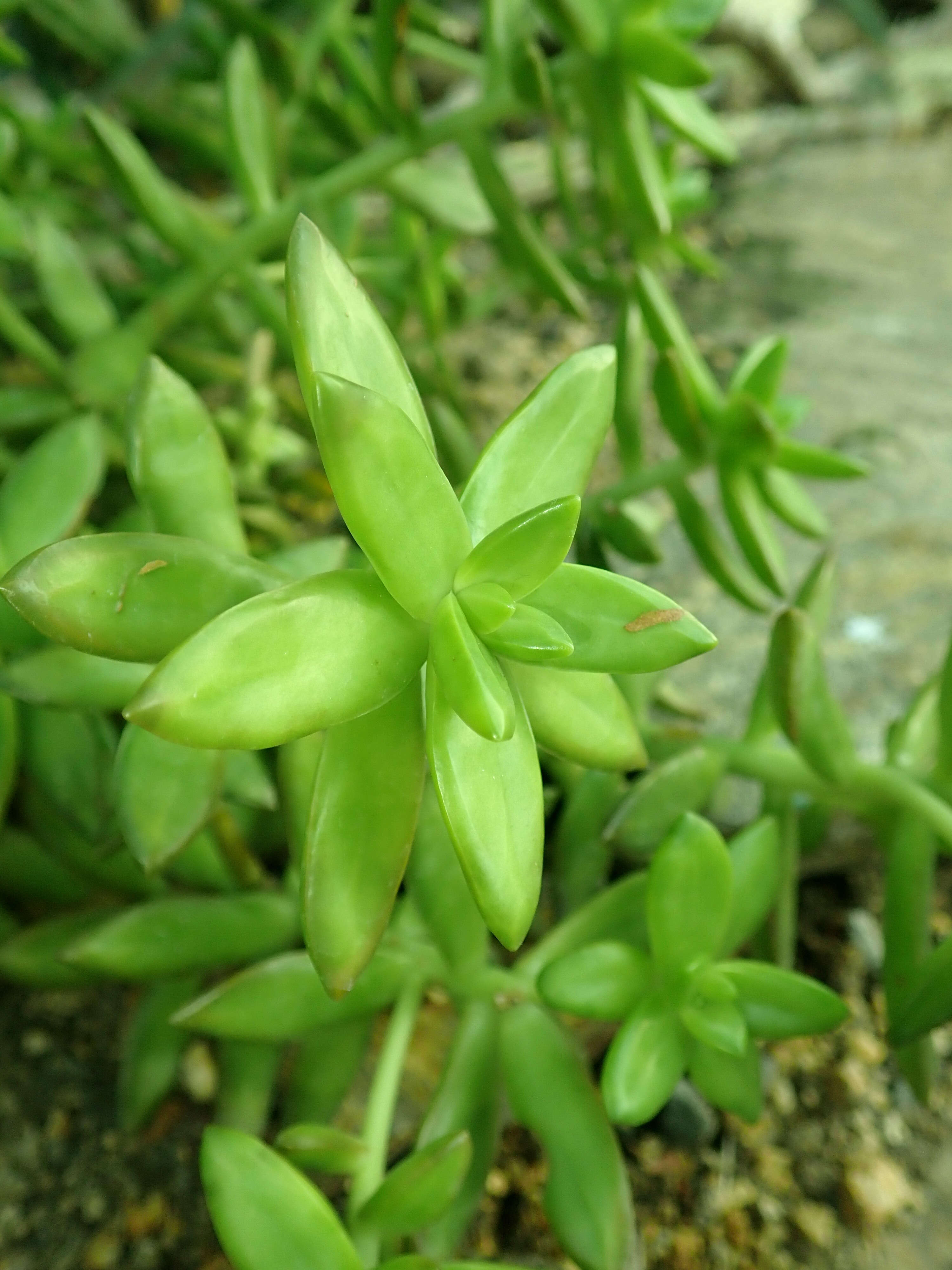 Image de Sedum nussbaumerianum Bitter