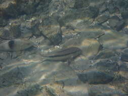 Image of Black-striped goatfish