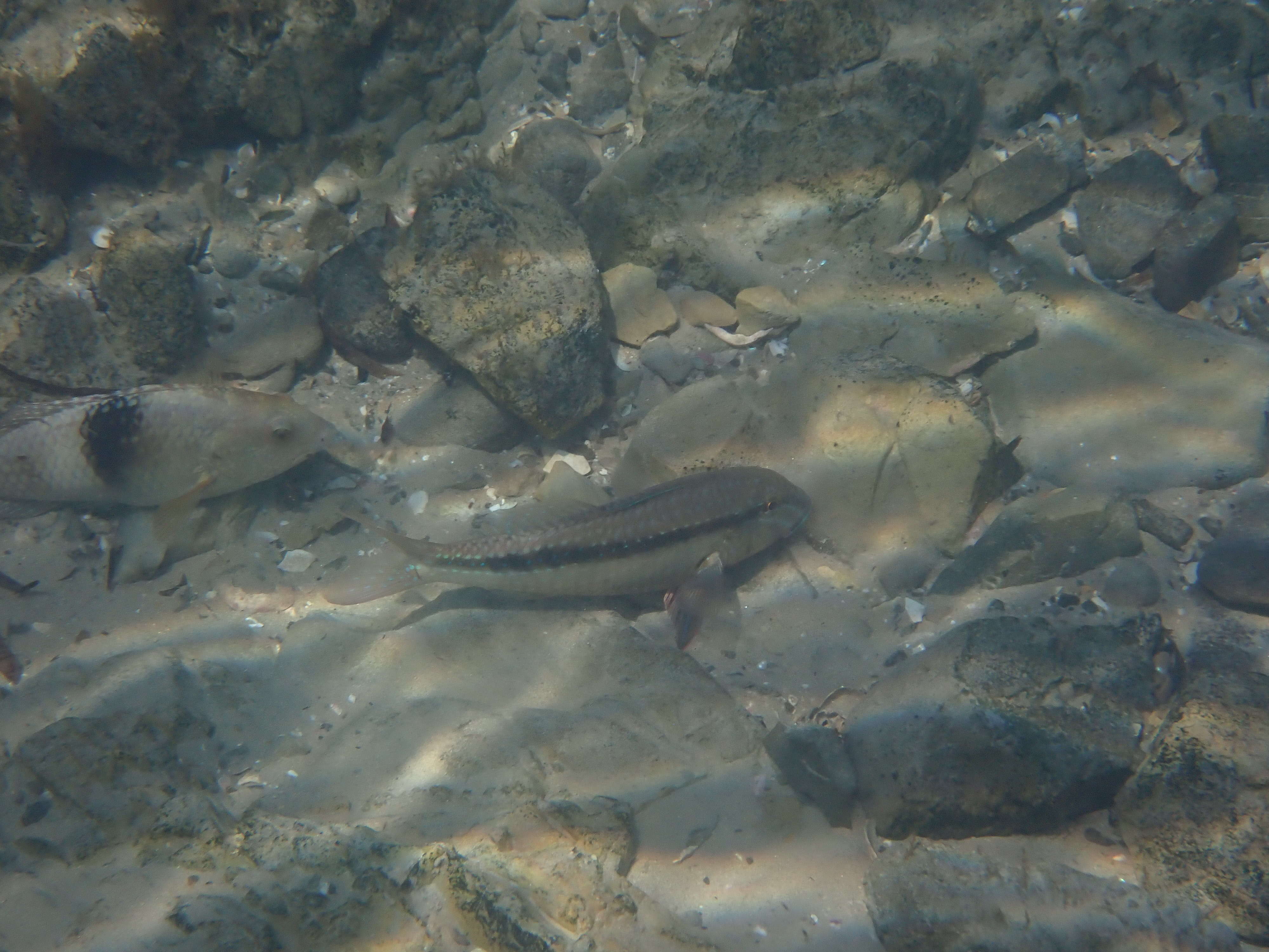 Image of Black-striped goatfish