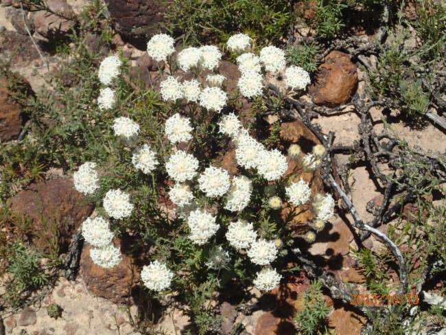 Image of Pimelea imbricata R. Br.