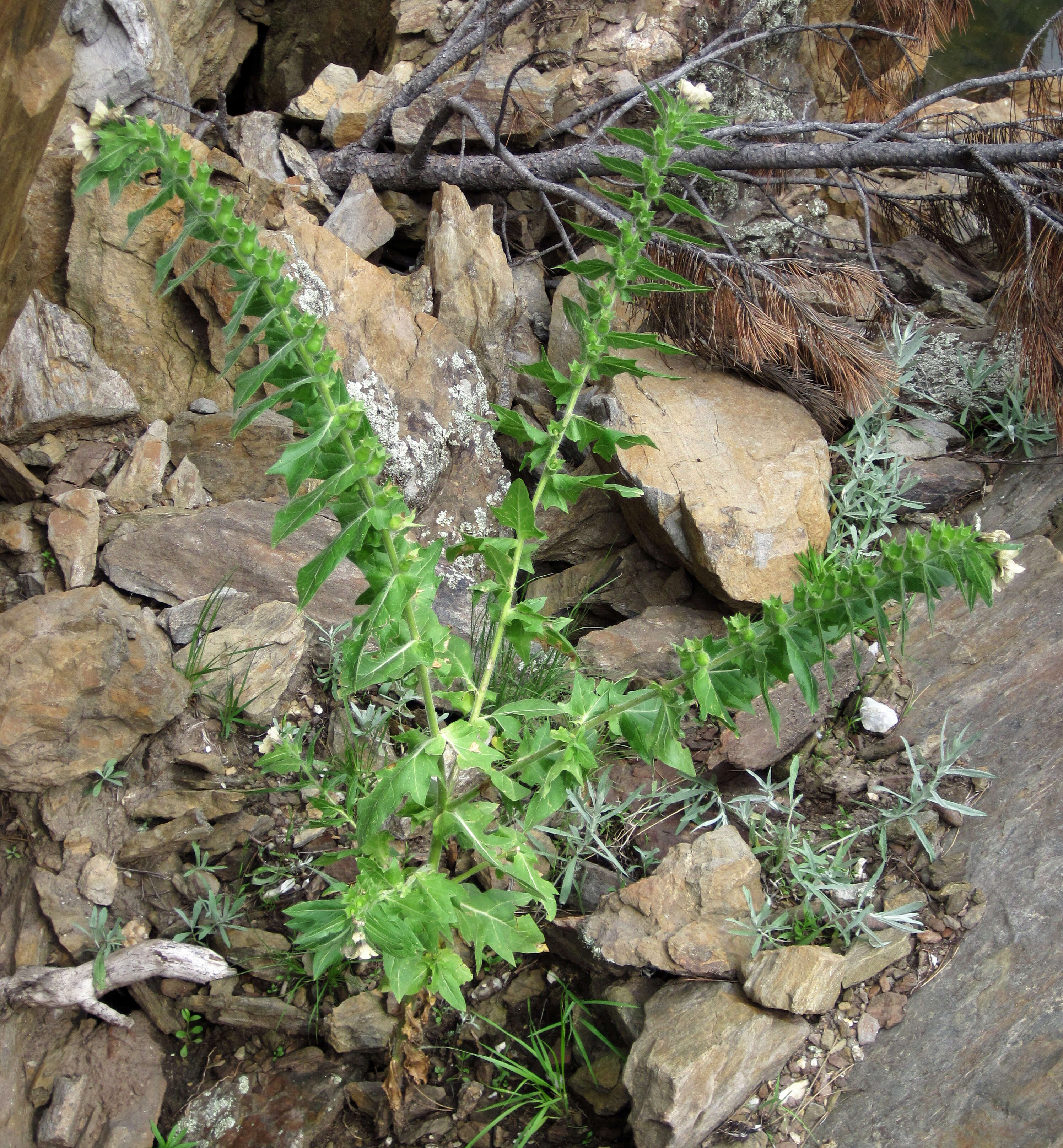 Image of black henbane