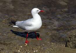 Image of Silver Gull