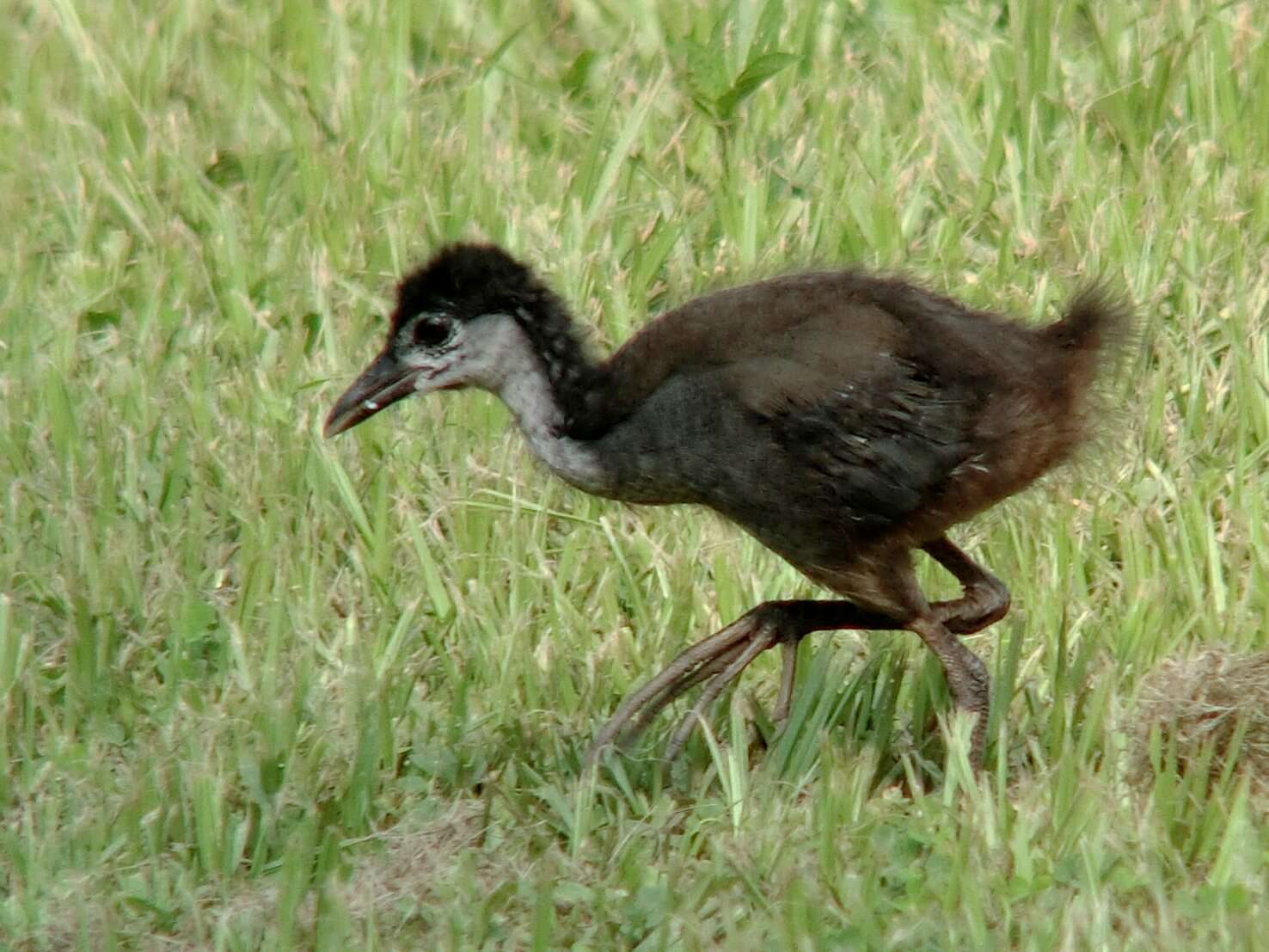 Image of White-breasted Waterhen