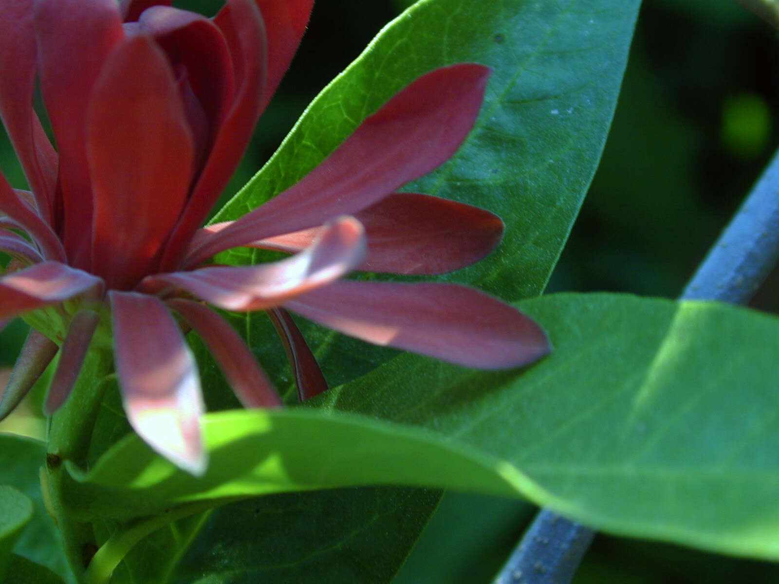 Image of western sweetshrub