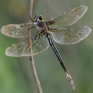 Image of Somatochlora viridiaenea (Uhler 1858)