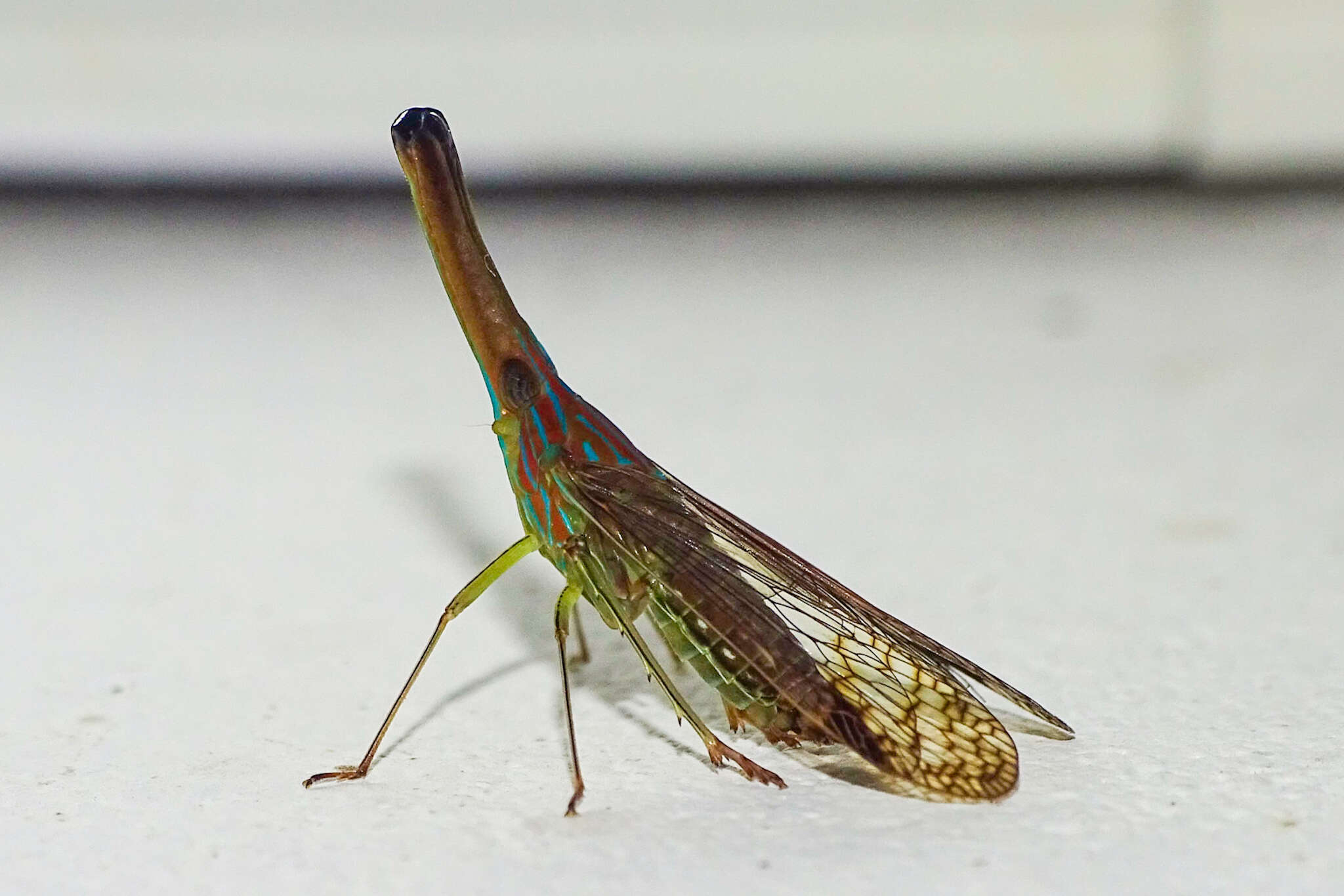 Image of dictyopharid planthoppers