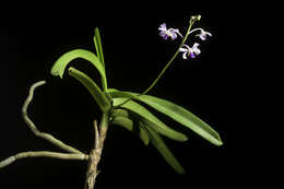 Image of Vanda coerulescens Griff.