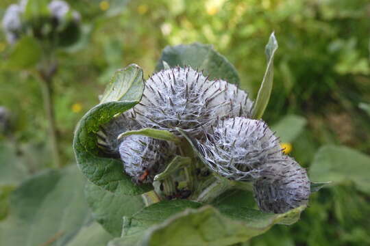 Image of woolly burdock