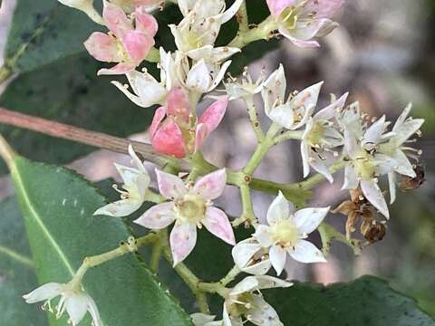 Image of Ceratopetalum apetalum D. Don